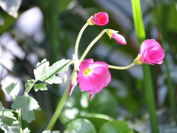 オキザリス(ハナカタバミ:花片喰)画像_5