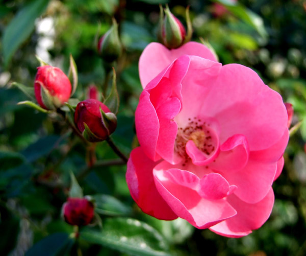 バラ(薔薇)の花画像_0