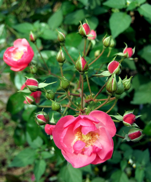 バラ(薔薇)の花画像_1