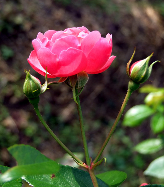 バラ(薔薇)の花画像_2