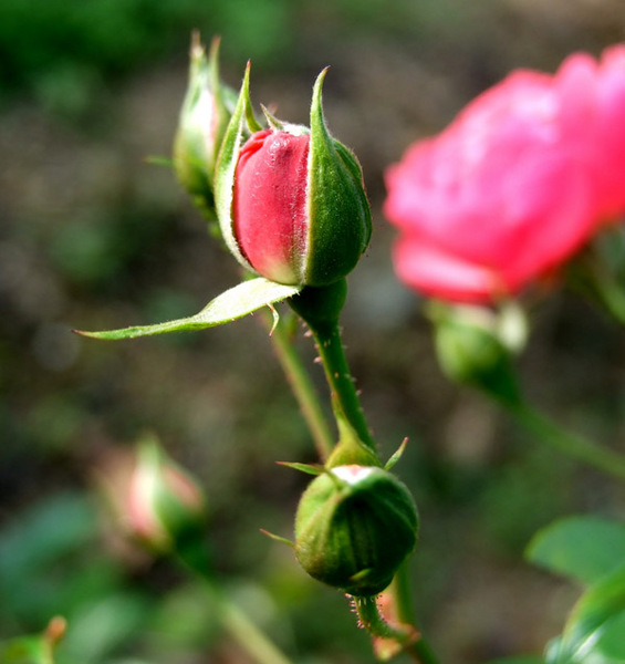 バラ(薔薇)の花画像_3
