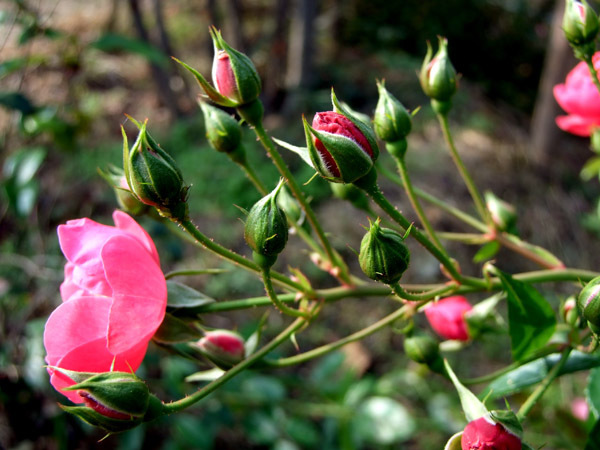 バラ(薔薇)の花画像_4