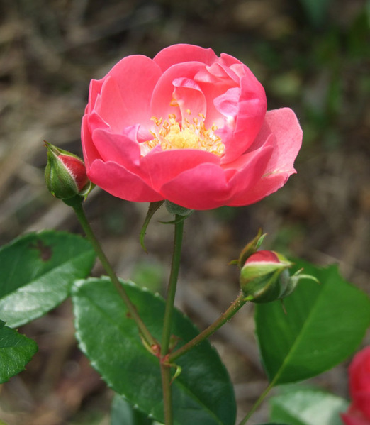 バラ(薔薇)の花画像_5