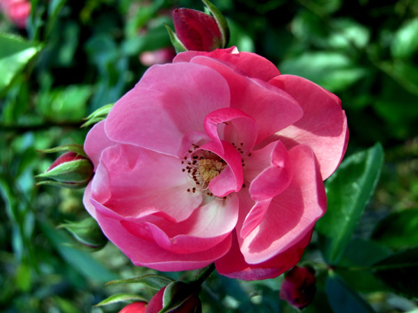 バラ(薔薇)の花画像_6