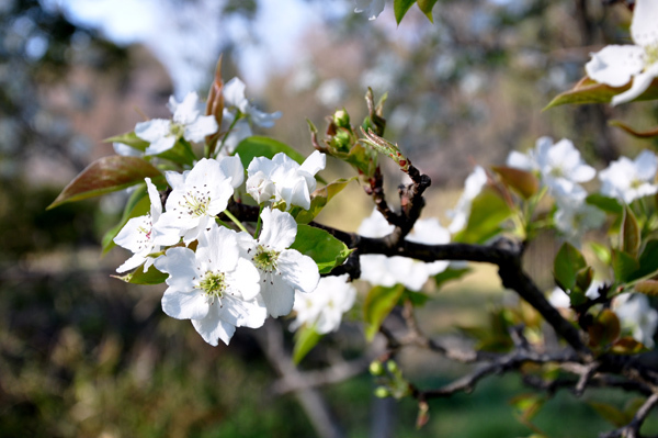 なし(梨)の花画像_1