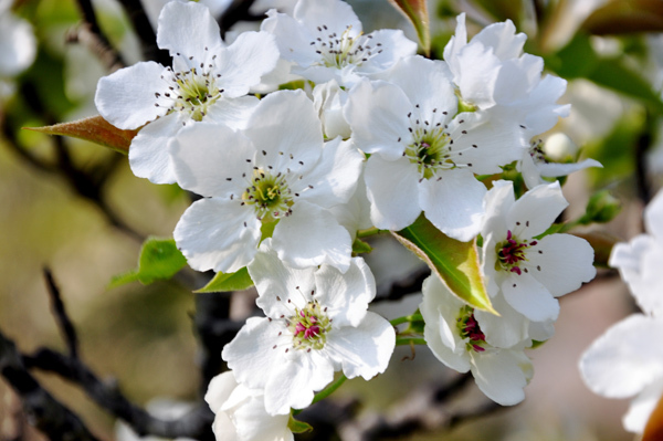 なし(梨)の花画像_2