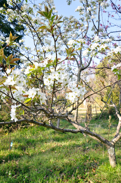 なし(梨)の花画像_5