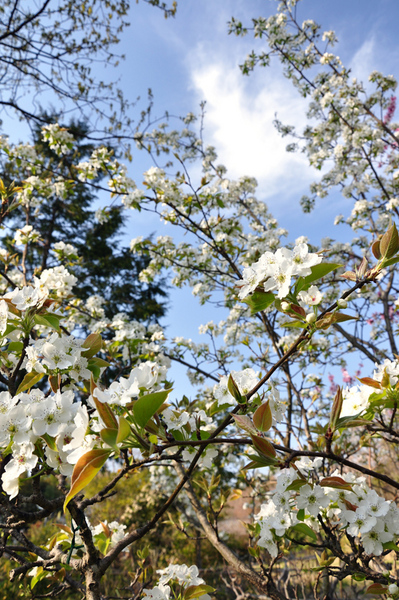 なし(梨)の花画像_6