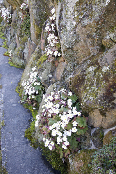 雪桜(プリムラ シネンシス)画像_2