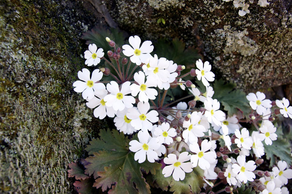 雪桜(プリムラ シネンシス)画像_3