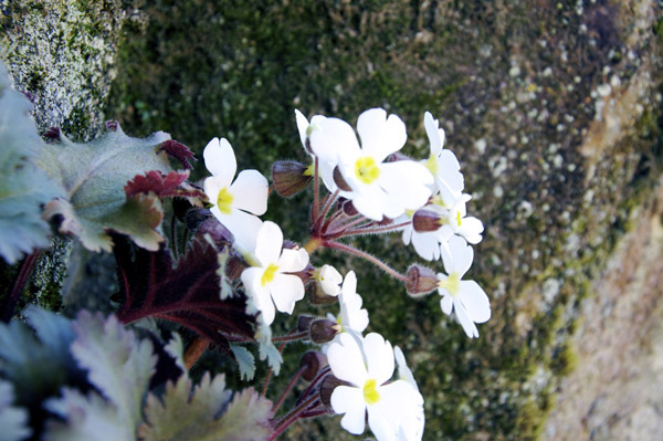 雪桜(プリムラ シネンシス)画像_4