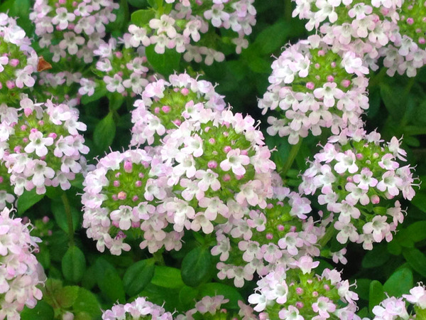クリーピングタイムの花画像_1