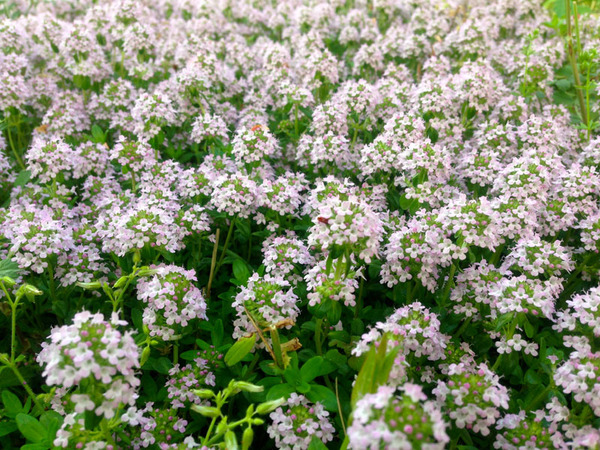 クリーピングタイムの花画像_3