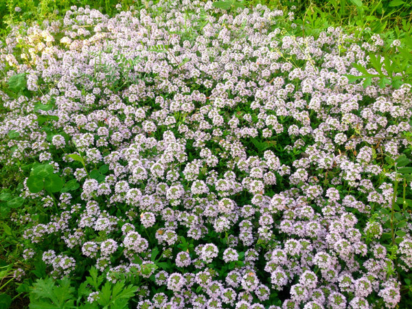 クリーピングタイムの花画像_4
