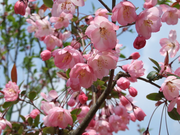 はなかいどう(花海棠 )画像_4
