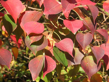 「南京ハゼ」の紅葉画像_0