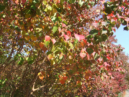 「南京ハゼ」の紅葉画像_1