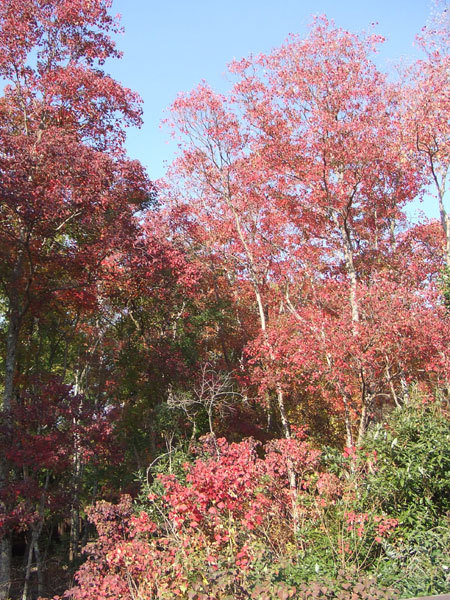 南京ハゼ の紅葉 ひと休み 介護110番