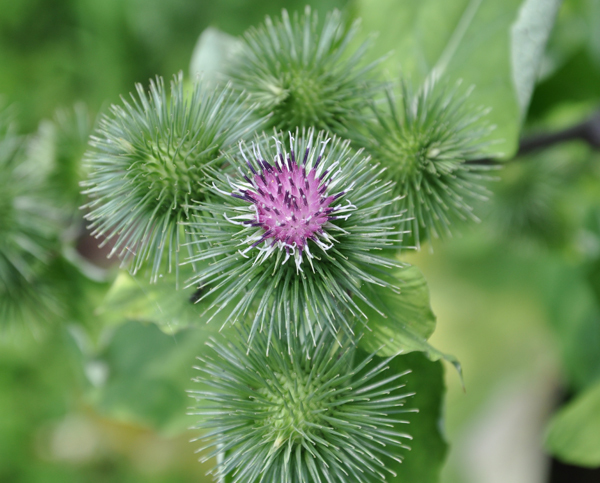 ゴボウの花 牛蒡 牛旁 ひと休み 介護110番