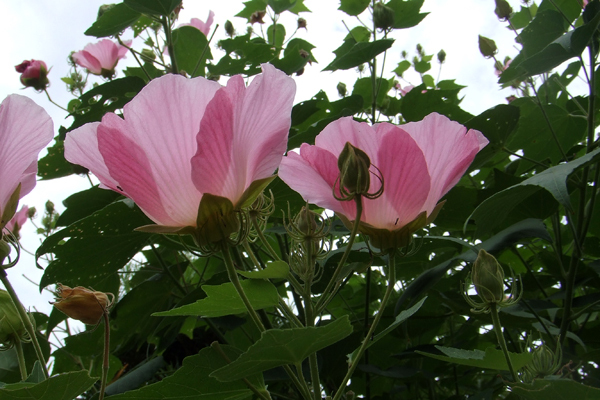 ふよう (芙蓉)画像_2