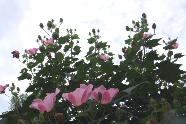 ふよう (芙蓉)画像_3