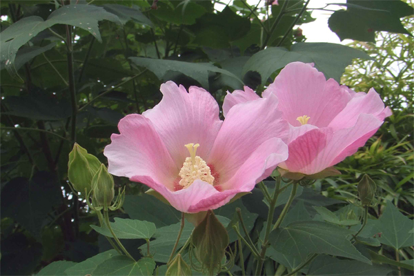 ふよう (芙蓉)画像_5